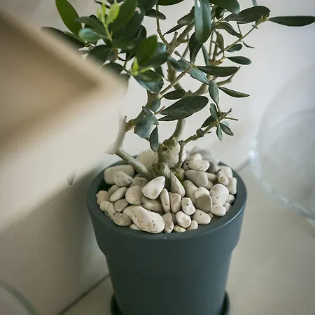 Niko Apartamento